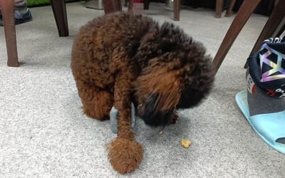 Рубрика «Семейные встречи» г. Челябинск. Центр канистерапии «Хвостатый ангел».