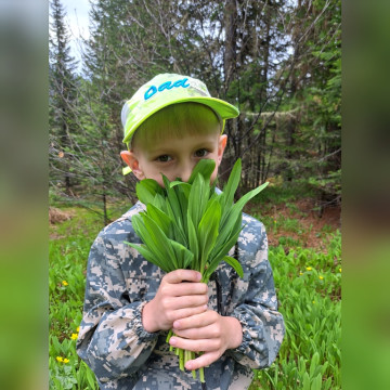 Замечательный весенний источник витаминов - черемша!